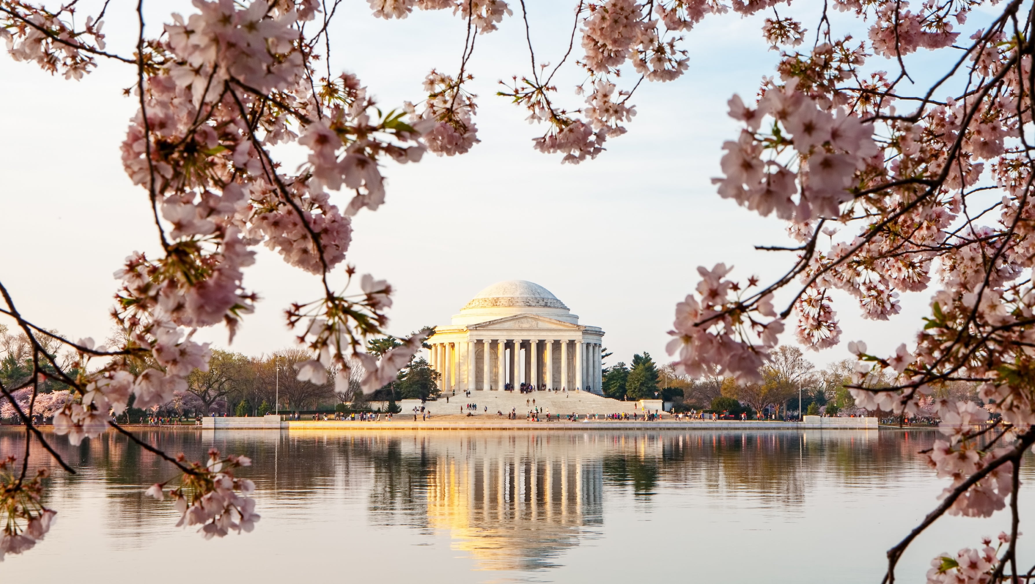 View of cherry blossoms surrounding Thomas Jefferson Memorial reflecting off the lake