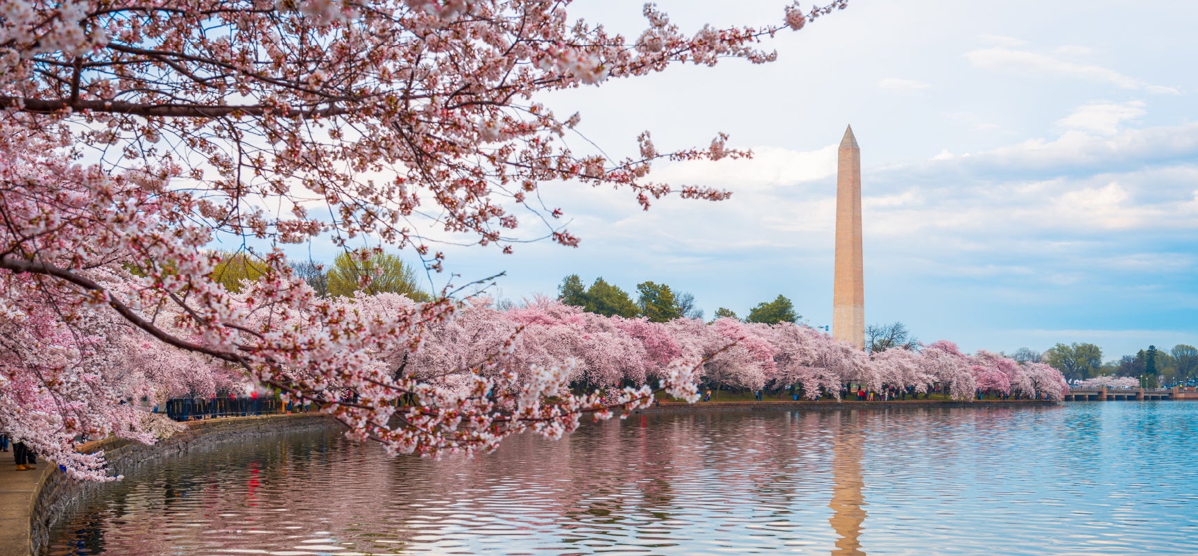 Cherry blossoms surrounding the Washington Monument as it reflects off the lake