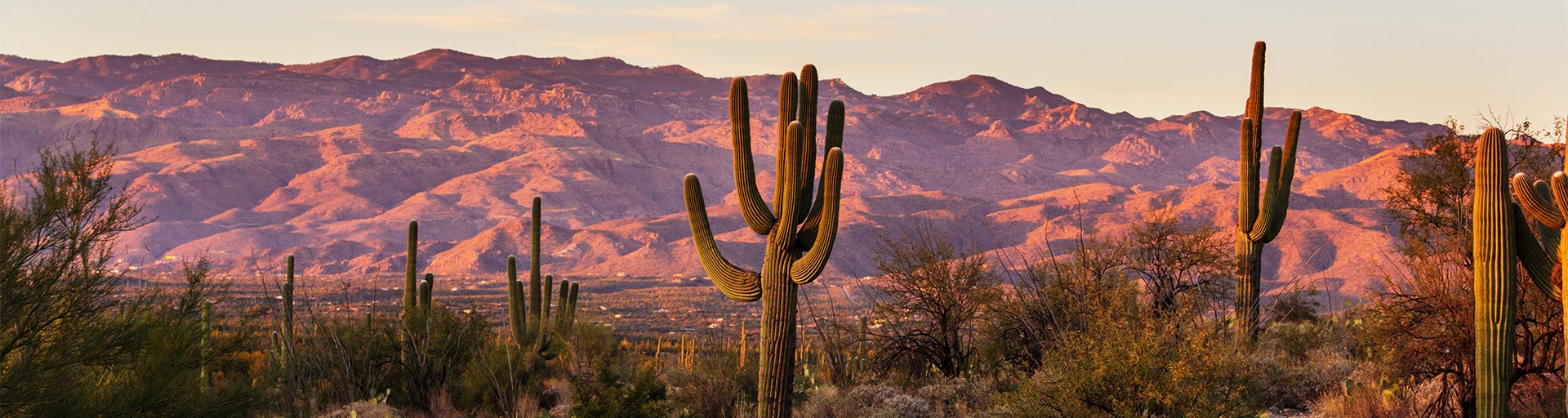 Cacti and pink sunset hitting the mountains in the Saguaro National Park.