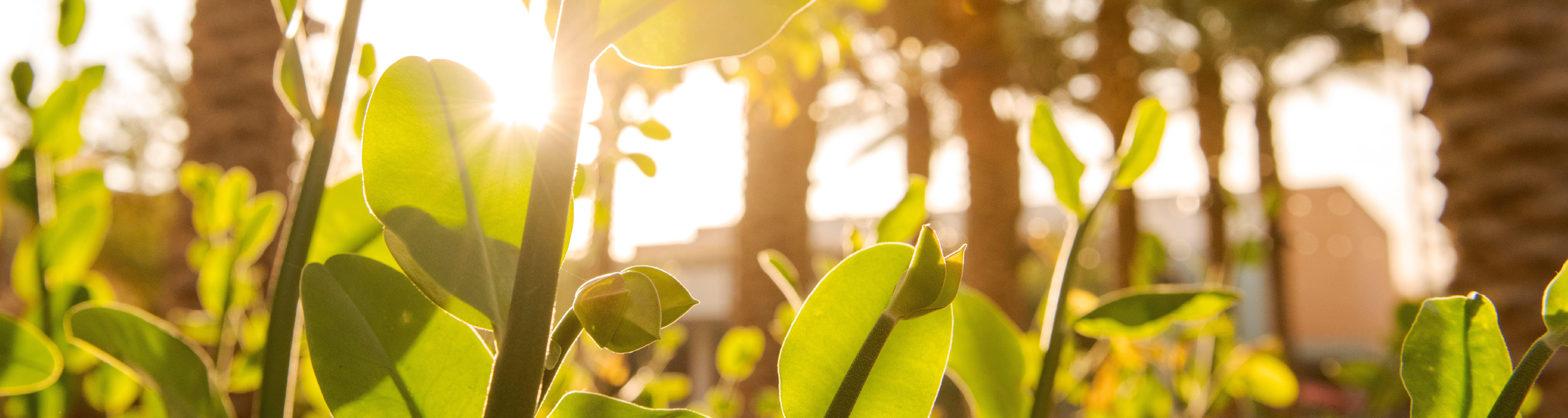 Plants and leaves on the ASU campus.