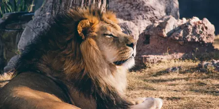 Lion at Phoenix Zoo