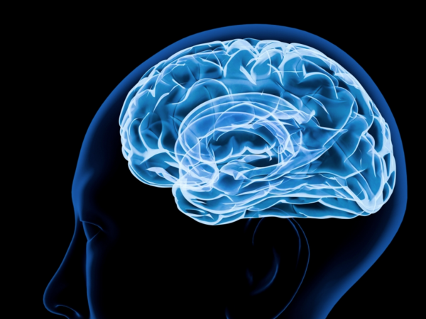 brain
